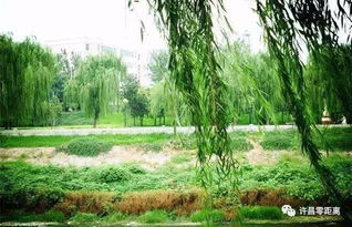 门口种柳树能不能砍了 砍柳树有什么不吉利的