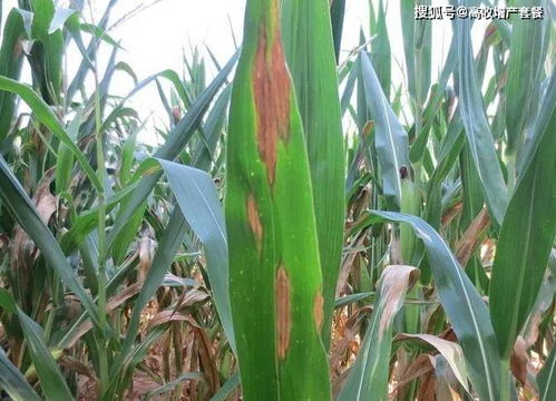 长期生吃芦荟的危害 芦荟治白发最快的方法