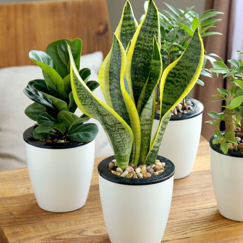 防辐射绿植第一名 防辐射植物哪个最好