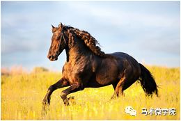 随什么所什么 马什么什么尸