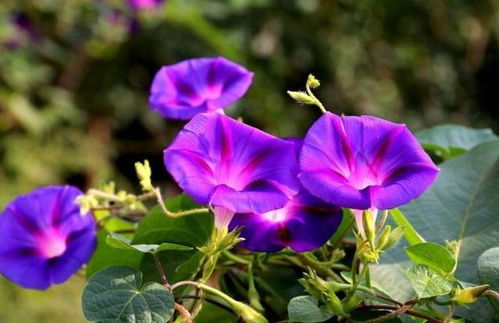 阳台牵牛花只长藤子怎么办 牵牛花预示什么兆头