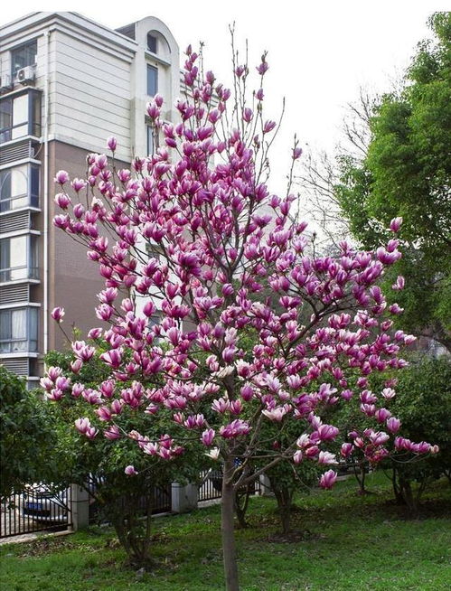 院子里种三种树最吉利 院子里不能种的5种树