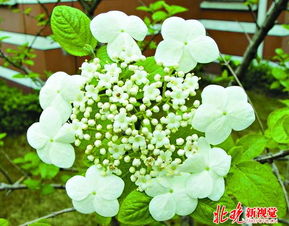 隋炀帝看的琼花是什么花 隋炀帝三下扬州看琼花