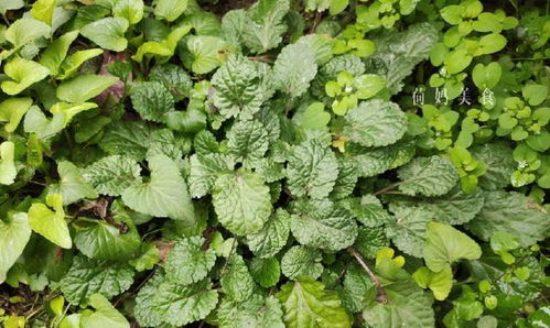 阳了以后咳嗽吃岩白菜可以吗 为什么越吃岩白菜越咳嗽