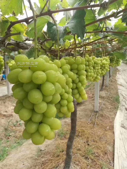 阳光玫瑰的特点与功效 阳光玫瑰上火还是降火