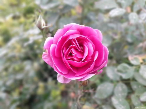 阳台月季前三名 最好养最勤花的阳台月季