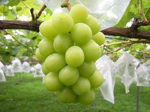 阳光玫瑰是用药养大的吗 阳光玫瑰为什么要少吃