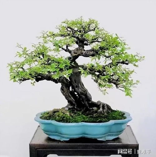 雀梅叶子可以喷水吗 雀梅浇水的正确方法