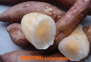 雪莲果的功效和作用 三种人不宜吃雪莲果