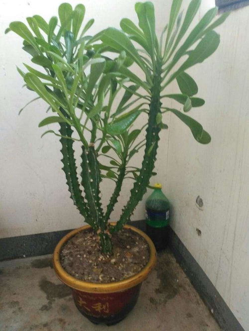 霸王鞭是镇宅的吗 家里不宜养霸王鞭