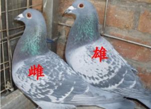 雏鸽怎么样分辨公母 鸽子公母辨别方法
