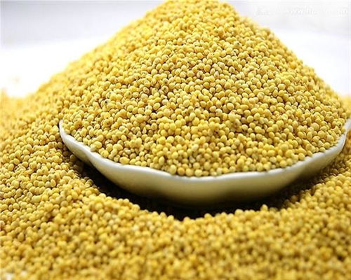 青柏子多少钱一斤 柏子仁多少钱一斤