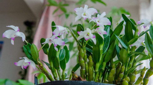 霍山石斛茎的功效和作用 一斤霍山石斛的价格