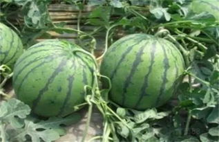 露地西瓜最晚什么时间种植 露天西瓜8月份还能种吗