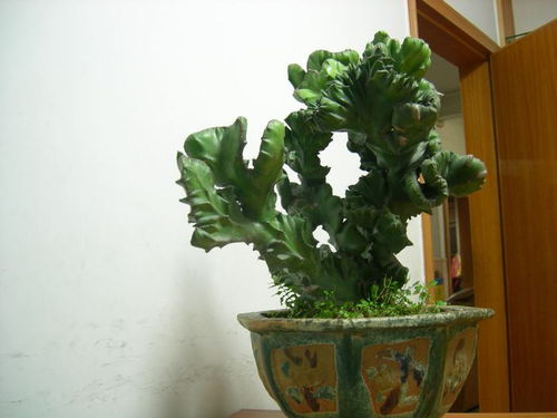 霸王鞭的在家摆放禁忌 霸王鞭放哪里最吉利