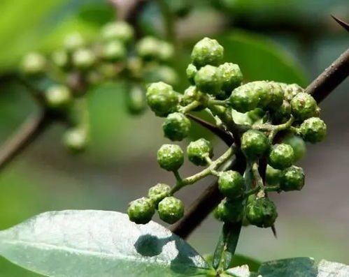 青花椒和藤椒哪个好吃 藤椒是不是就是青花椒
