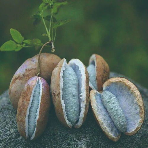 青梅果的副作用与危害 青梅果为什么一吃就拉屎