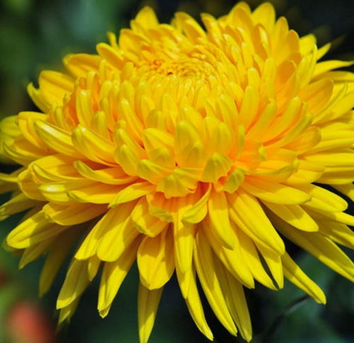 青色的花有哪些品种 深青色的花朵