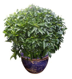 非洲茉莉的风水禁忌 非洲茉莉招财吗