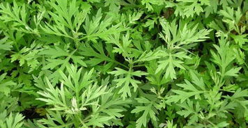 青蒿熬水泡脚有什么功效 长期青蒿水泡脚有副作用吗