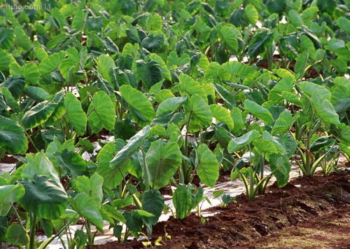 青蒿素主治什么病 正常人吃青蒿素会怎么样