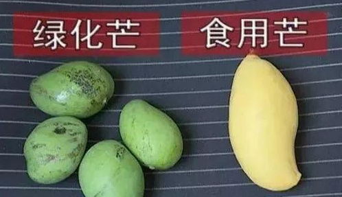 青皮芒果怎样辨别生熟 青芒切开太生了怎么吃