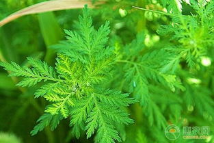 青蒿对肝功效作用 青蒿素治疗肿瘤效果