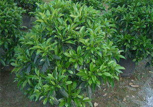 非洲茉莉怎么修剪才好看 非洲茉莉怎么养才能更旺盛