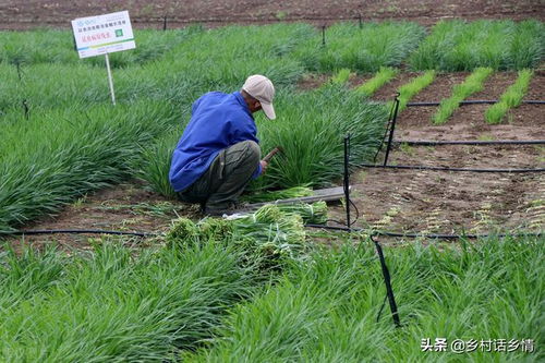 韭菜几月移栽最好 韭菜栽植时间及方法