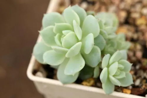 风水大师说家里不能养多肉 家里千万不能养的植物 风水