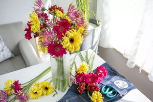 非洲菊瓶插可以养几天 非洲菊放家里吉利吗