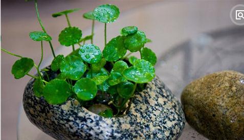 风水大师说花盆不能随便送人是吗 风水植物解说(一)
