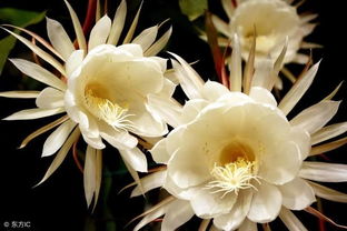 韦陀和昙花的前世姻缘 韦陀和花神结局是什么