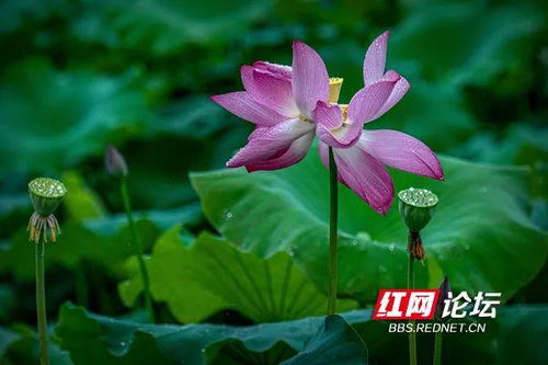 风吹荷花的诗句 风吹荷花动,下句是什么