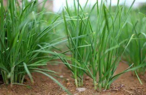 韭菜最怕什么农药 韭菜最怕三种肥料