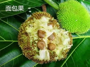 面包果是什么水果 为什么国家不引进面包果