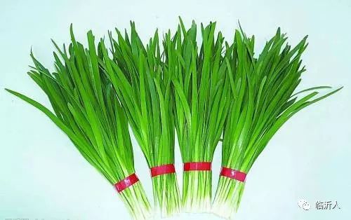 韭菜一般几年淘汰 韭菜根的寿命有多少年