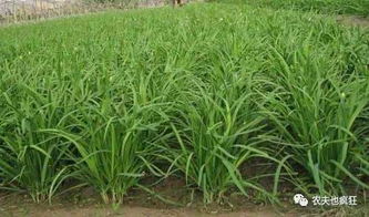 韭菜籽直接播种到土里可以吗 立秋后韭菜籽播种时间和方法