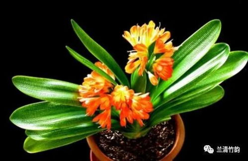风水为什么养君子兰不好 君子兰阴气重吗