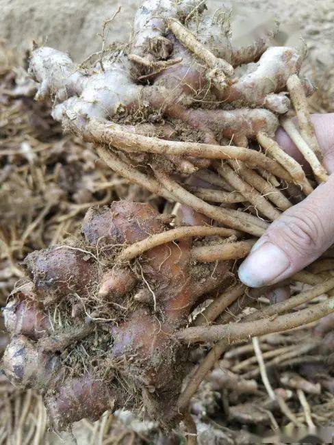 风姜长什么样子 风姜子的图片与作用