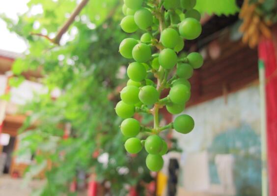 风水师说家里不能栽葡萄树 家中栽葡萄树有什么说法