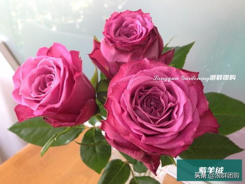 颜值最高最美的月季品种 十大最好看月季品种