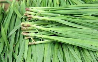 韭菜四不割的顺口溜 立秋后韭菜可以割吗