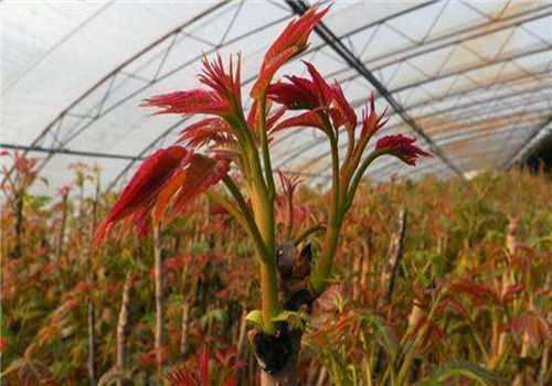 香椿芽的功效与作用 香椿芽种植大棚
