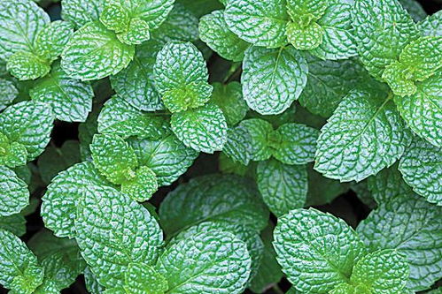 食用薄荷哪个品种最好 口感最好的薄荷品种