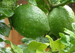 香橼的别名叫什么 香橼中药名又叫什么名字