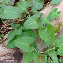 首乌藤的副作用 首乌藤一般吃多久不伤肝