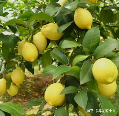 香水柠檬树一年开几次花结几次果 柠檬树有几年寿命