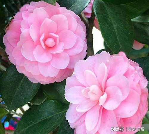 香妃茶花一般几月开花 香妃茶花喜阴还是喜阳