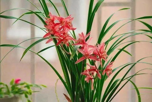 香味最浓的3种兰花 建兰香味浓烈的前三品种